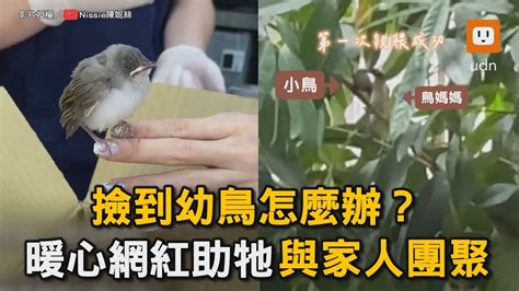 斑鳩死掉|急！撿到班鳩幼鳥！教我怎麼救牠